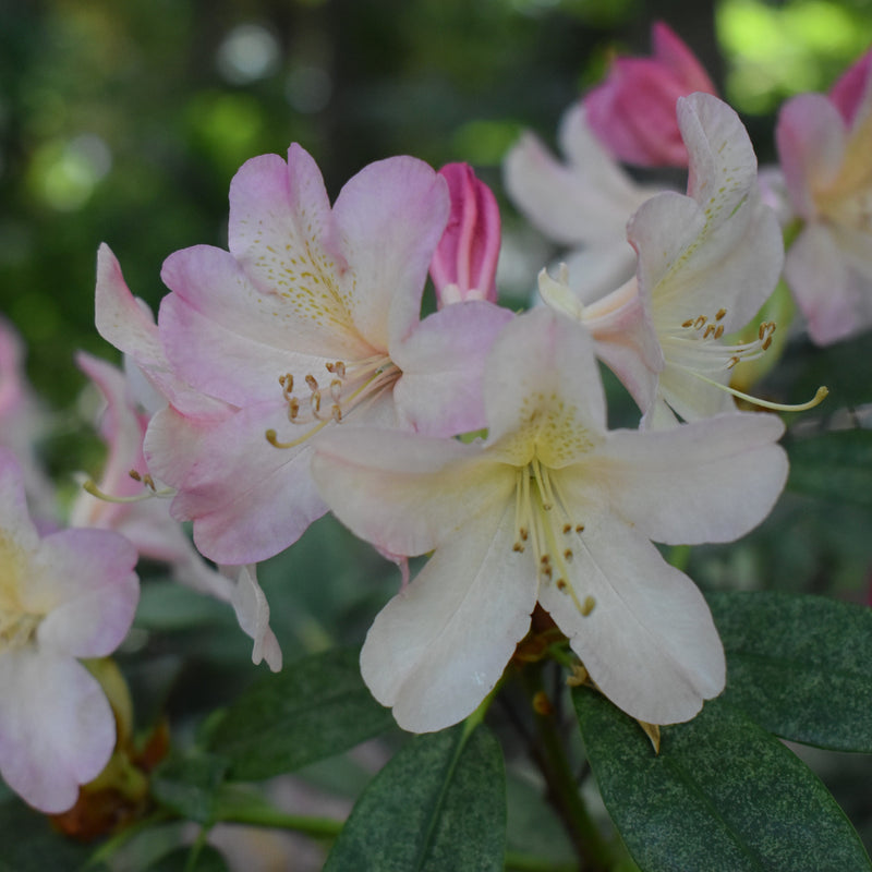 Percy Wiseman Rhododendron - Shipped