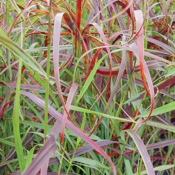 Panicum virgatum 'RR1'  - Ruby Ribbons™ Switch Grass - Shipped