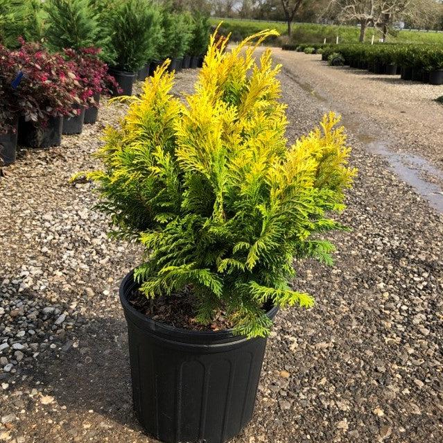Golden Hinoki False Cypress - Shipped