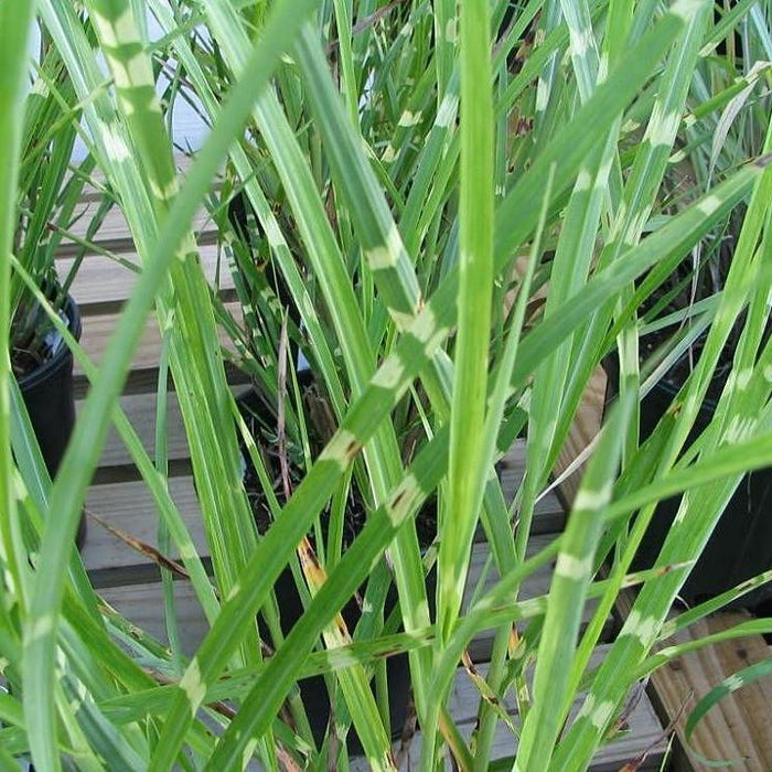 Miscanthus sinensis 'Strictus'  - Porcupine Grass - Shipped