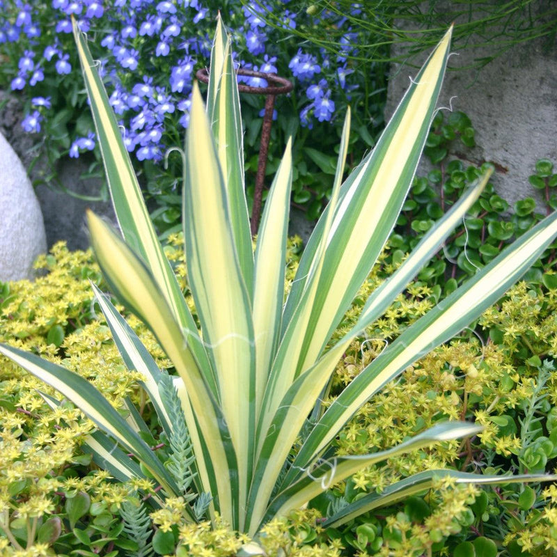 Color Guard Adam's Needle, Yucca - Shipped