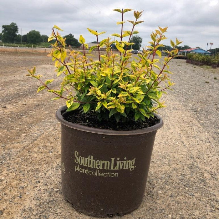 Abelia x grandiflora 'Kaleidoscope'  - Kaleidoscope Abelia - Shipped