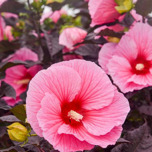 Summerific® Edge of Night Hibiscus - Shipped