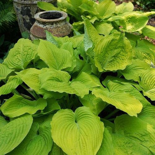Hosta 'Coast To Coast' PP26,469  - PW® Shadowland® Coast To Coast Hosta - Shipped