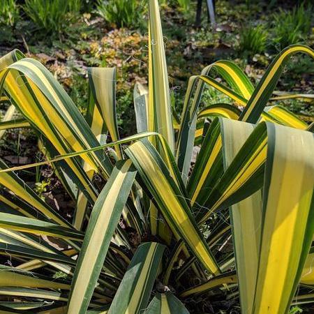 Color Guard Adam's Needle, Yucca - Shipped