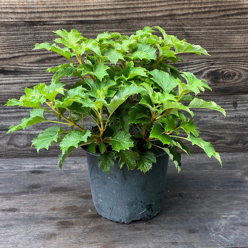 Ruby Slippers Oakleaf Hydrangea - Shipped