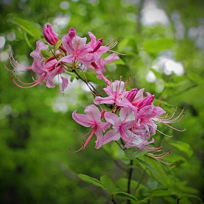 Rhododendron periclymenoides  - Pinxterbloom Azalea - Shipped