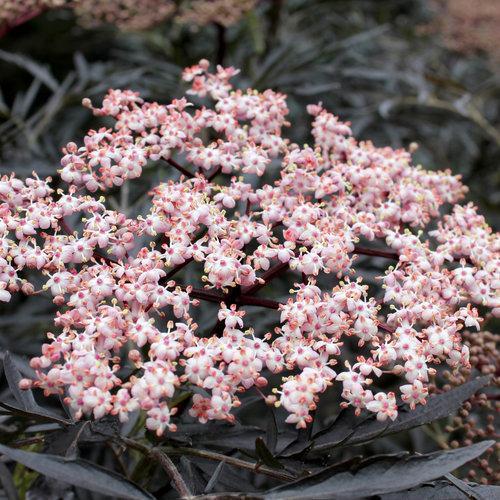 Black Lace® Elderberry - Shipped