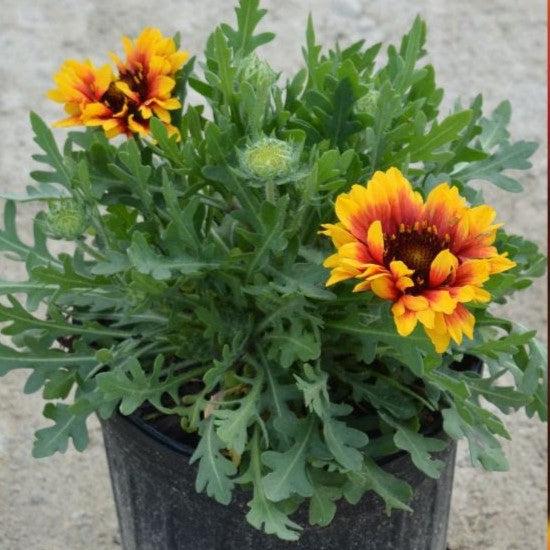 Gaillardia aristata 'Spintop Red Starburst'  - Spintop™ Red Starburst Blanket Flower - Shipped