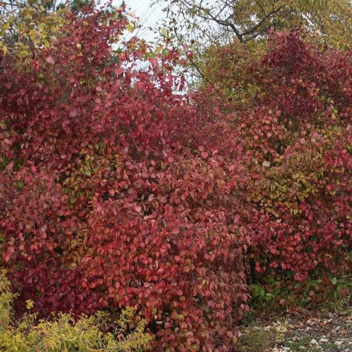 Viburnum dentatum 'J.N. Select'  - Red Feather® Arrowwood - Shipped