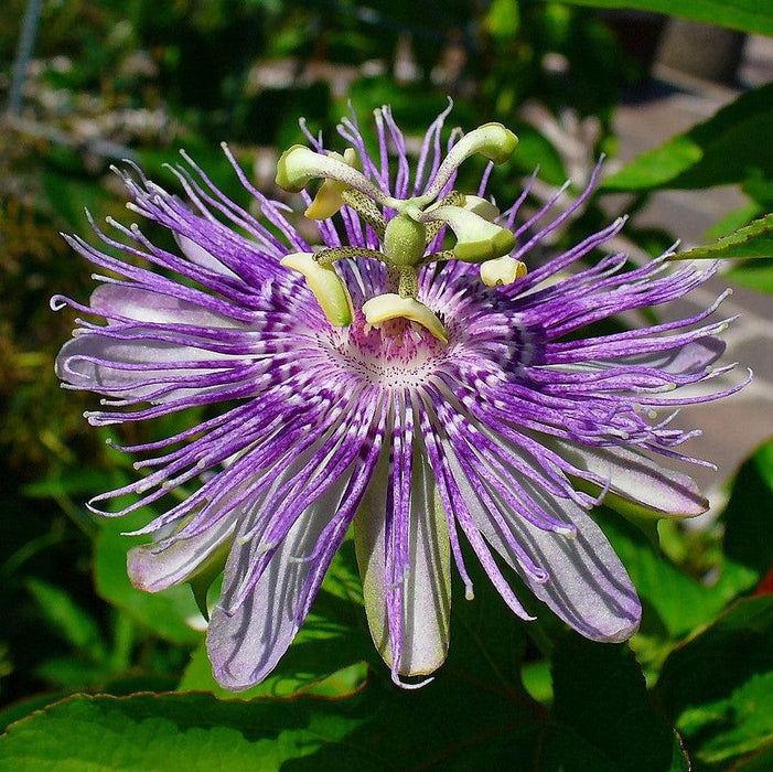 Passiflora incarnata  - Passion Flower, Maypop - Shipped