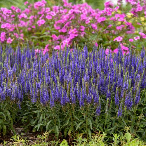 PW® Magic Show® Wizard of Ahhs Veronica - Shipped