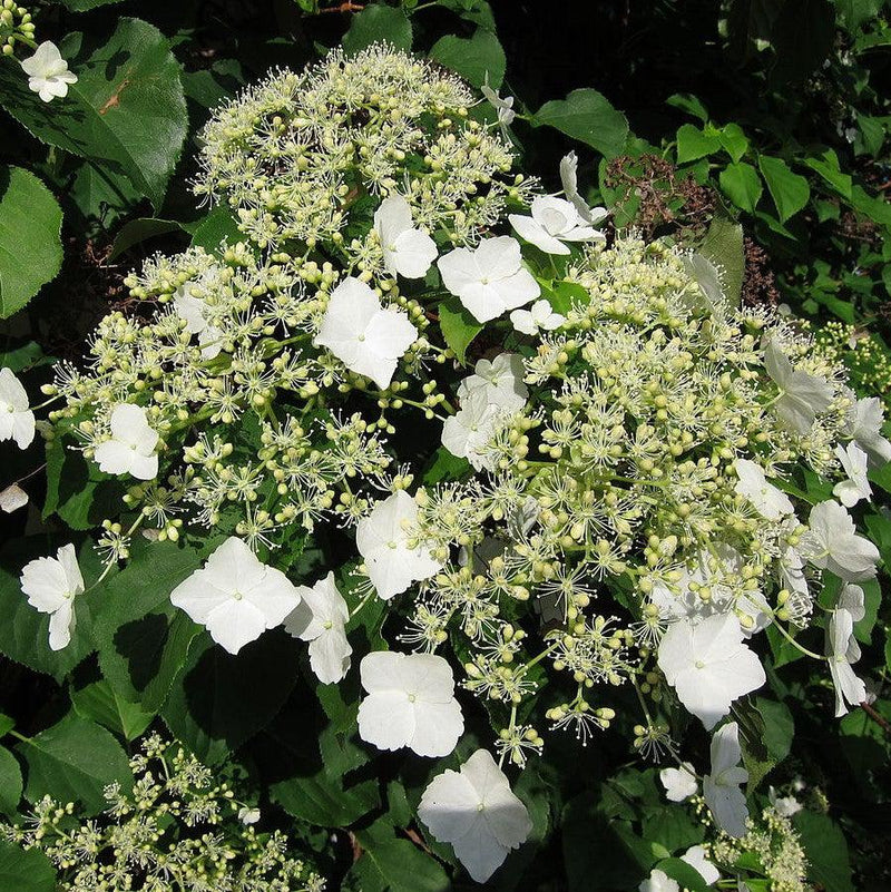 Climbing Hydrangea - Shipped