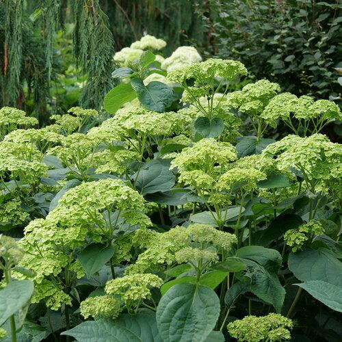 Invincibelle Sublime™ Smooth Hydrangea - Shipped