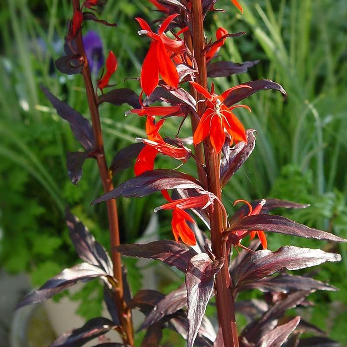 Lobelia cardinalis 'Black Truffle'  - Black Truffle Cardinal Flower - Shipped