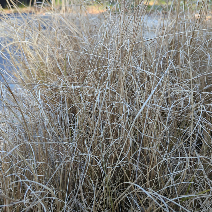 Pennisetum alopecuroides 'Hameln  - Hameln Fountain Grass - Shipped