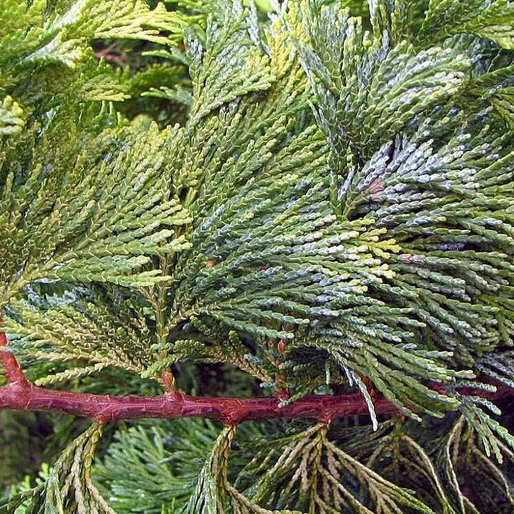 Golden Hinoki False Cypress - Shipped