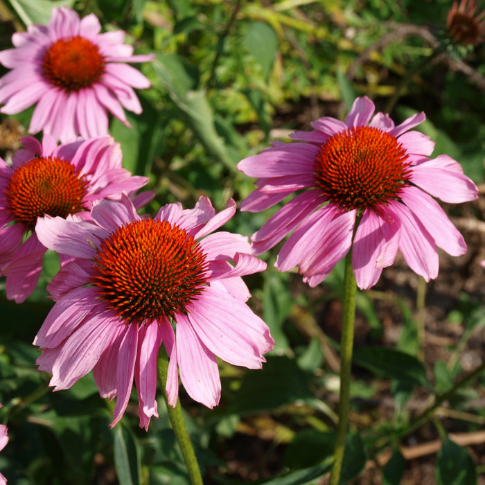 Echinacea purpurea 'Rubinstern'  - Ruby Star Echinacea - Shipped