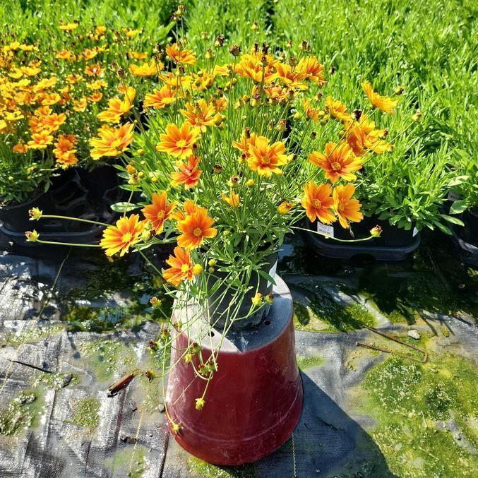 Coreopsis x 'Darling Clementine'  - Lil' Bang™ Darling Clementine Tickseed - Shipped