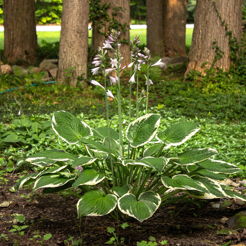 Patriot Hosta - Shipped