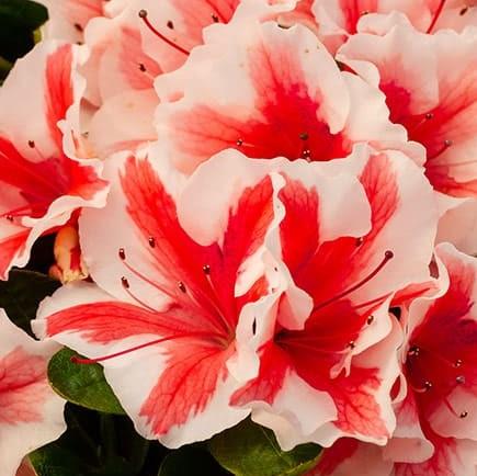 Rhododendron ‘Robleze’  - Encore® Autumn Starburst™ Azalea - Shipped