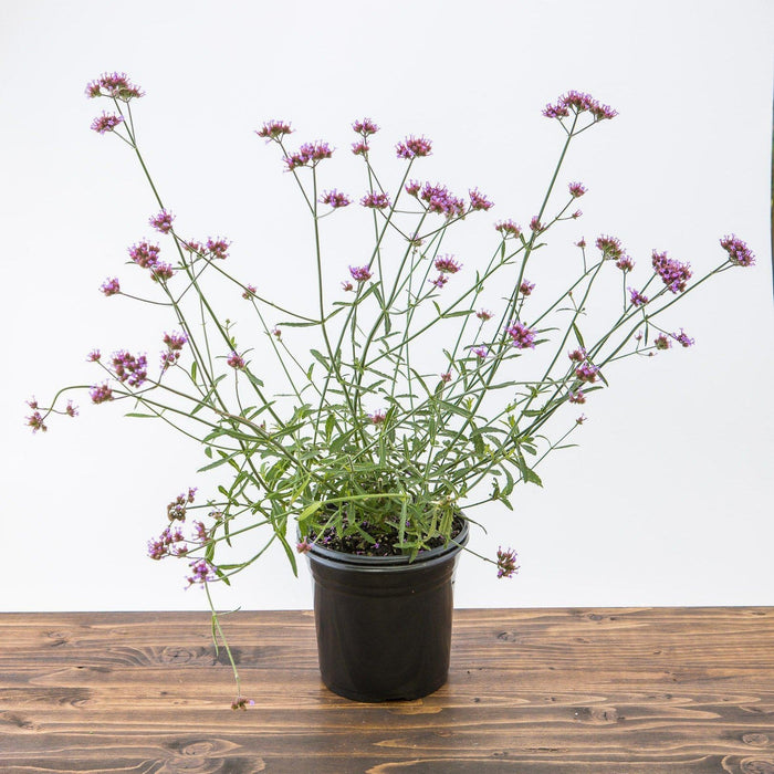 Verbena bonariensis 'Lollipop'   - Lollipop Verbena - Shipped