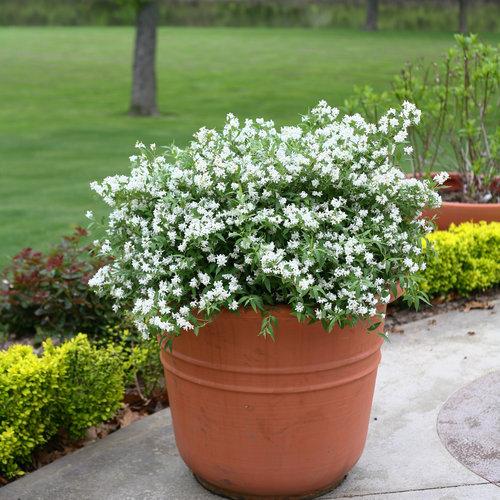 Yuki Snowflake® Deutzia - Shipped
