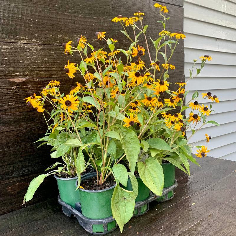 Black-Eyed Susan - Shipped