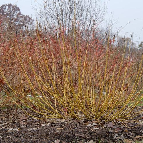Cornus stolonifera 'SMNCSBD'  - PW® Arctic Fire® Yellow Twig Dogwood - Shipped