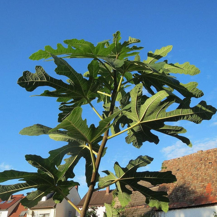 Ficus carica 'Majoam'  - 'Little Miss Figgy' Fig - Shipped