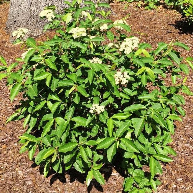Viburnum cassinoides 'Raisinette'  - NativeStar® Raisinette Viburnum - Shipped