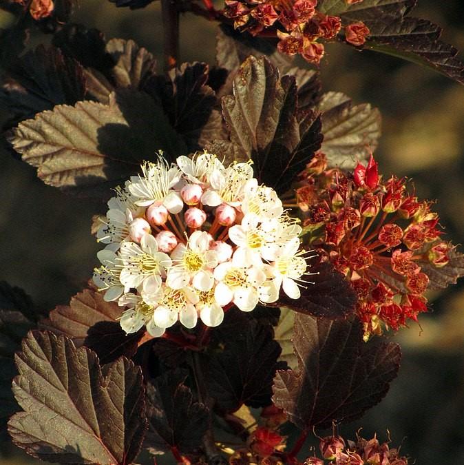 Summer Wine® Ninebark - Shipped