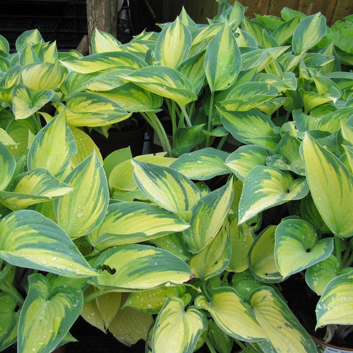Hosta 'June'  - June Hosta - Shipped