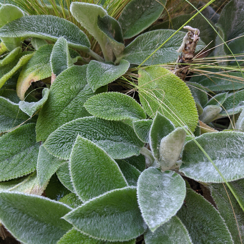 Giant Lamb's Ear - Shipped