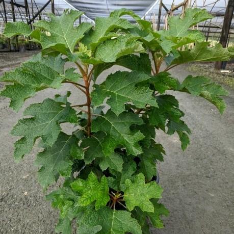 First Editions® Jetstream Oakleaf Hydrangea - Shipped
