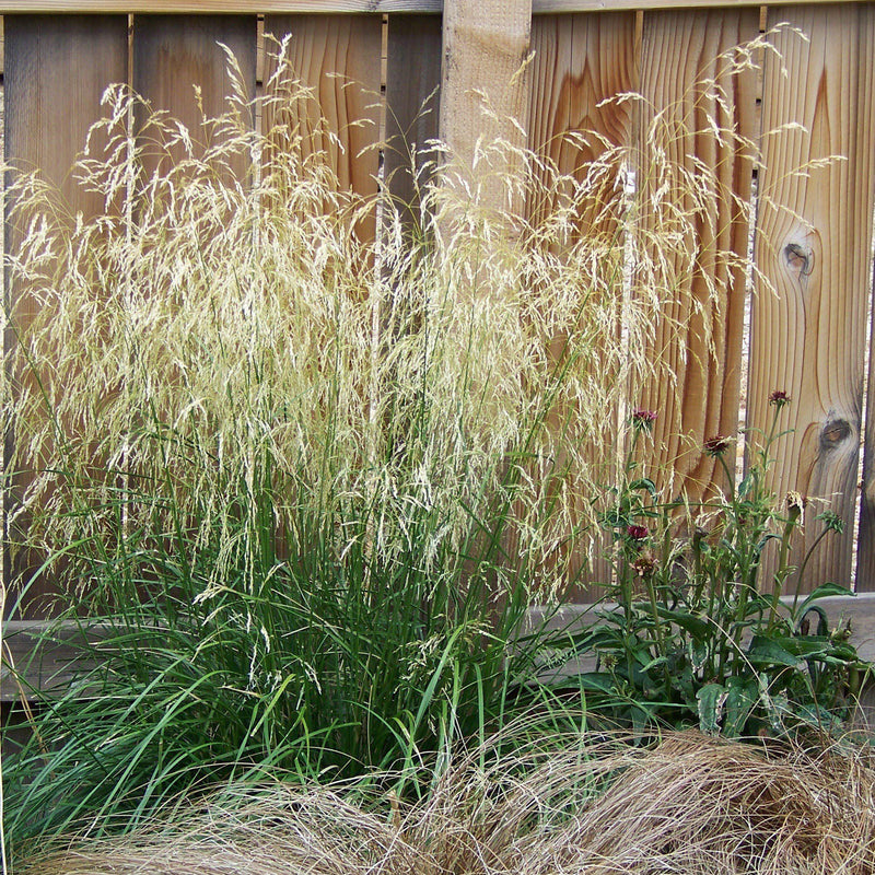 Karl Foerster's Feather Reed Grass - Shipped