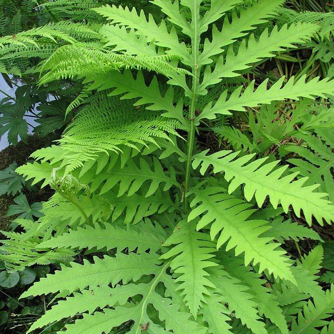 Royal Fern - Shipped