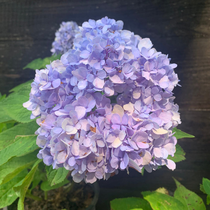 Nikko Blue Hydrangea - Shipped