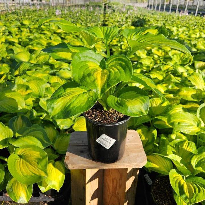 Hosta 'Avocado'  - Avocado Hosta - Shipped