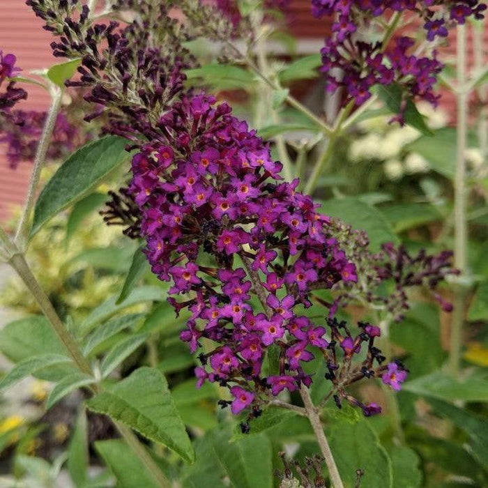 Buddleia 'Dark Dynasty' PP27,834  - MONARCH® Dark Dynasty Butterfly Bush - Shipped