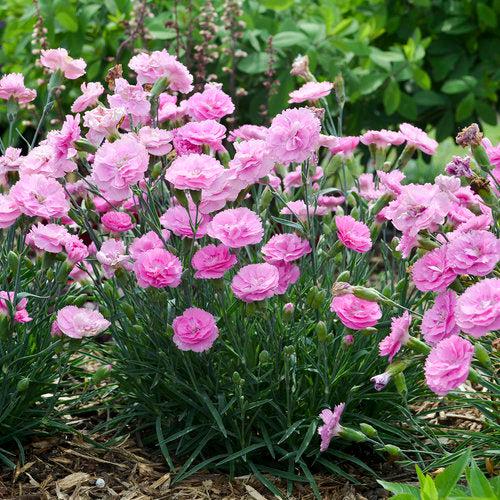 Fruit Punch® Sweetie Pie Dianthus - Shipped