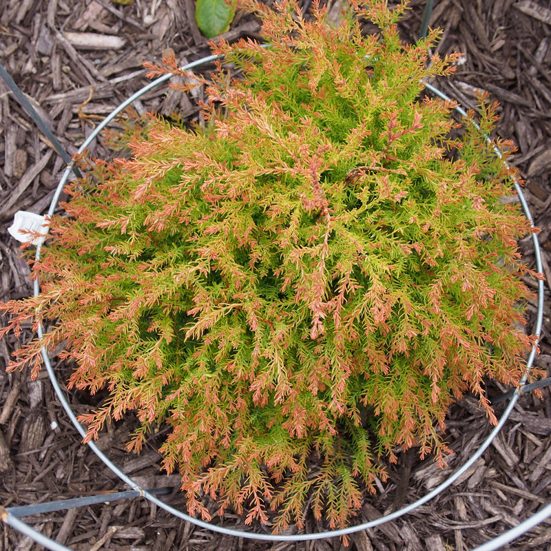 Thuja occ. Fire Chief™ - Shipped