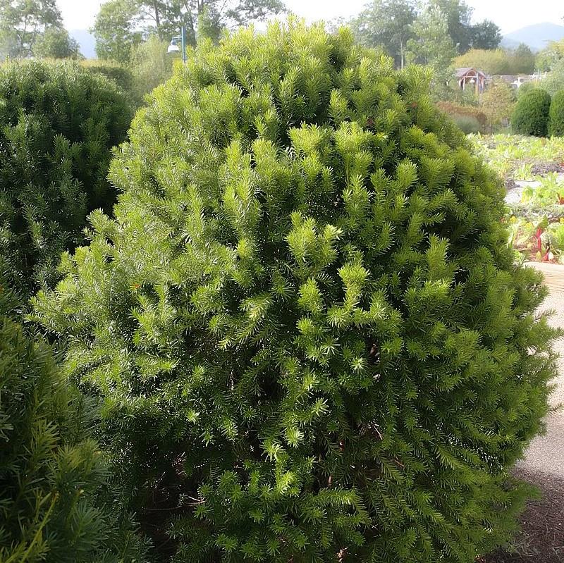 Hick's Yew - Shipped