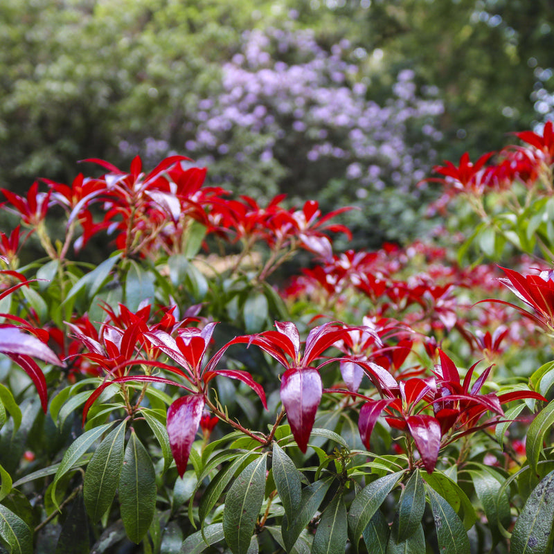 Katsura Pieris - Shipped