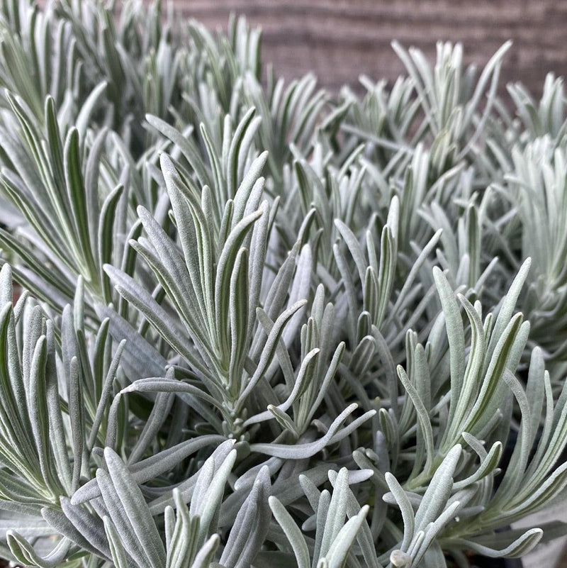 Phenomenal® Lavender, Lavadin - Shipped