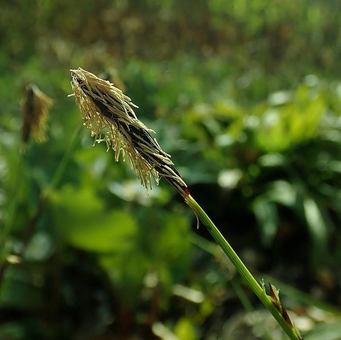 Carex plantaginea  - Seersucker Sedge - Shipped