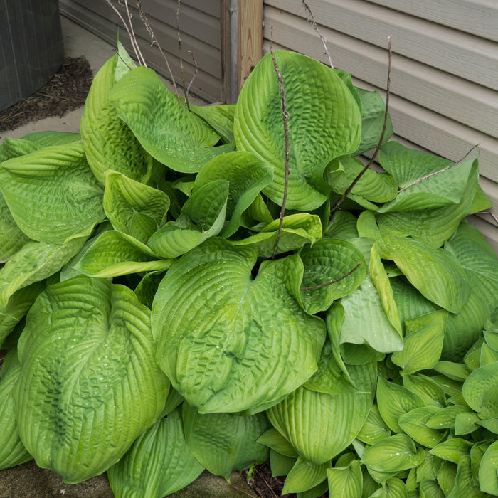 Hosta 'Sum and Substance'  - Sum and Substance Hosta - Shipped