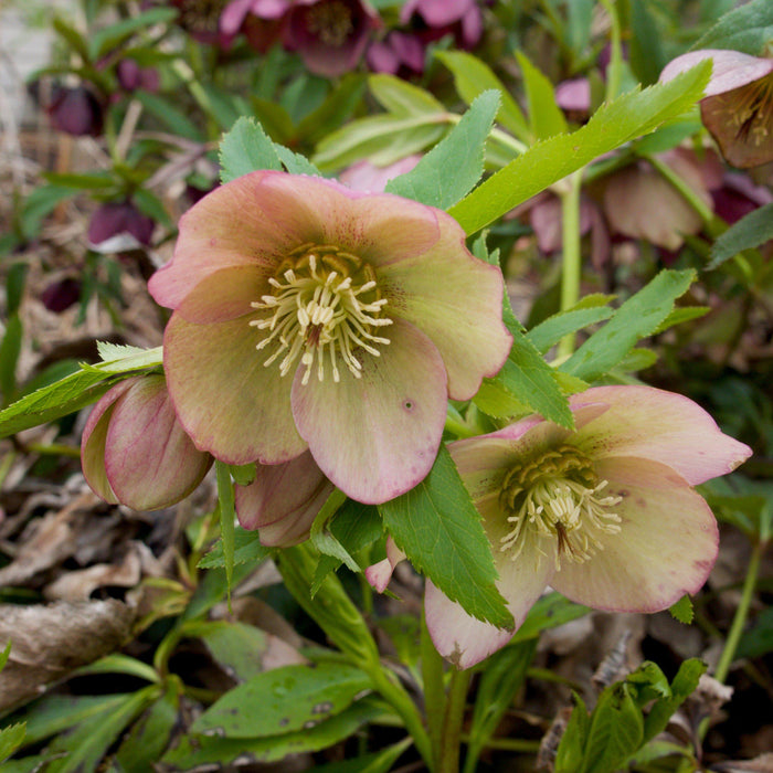 Helleborus x ericsmithii 'COSEH 730'  - HGC® Champion Lenten Rose - Shipped