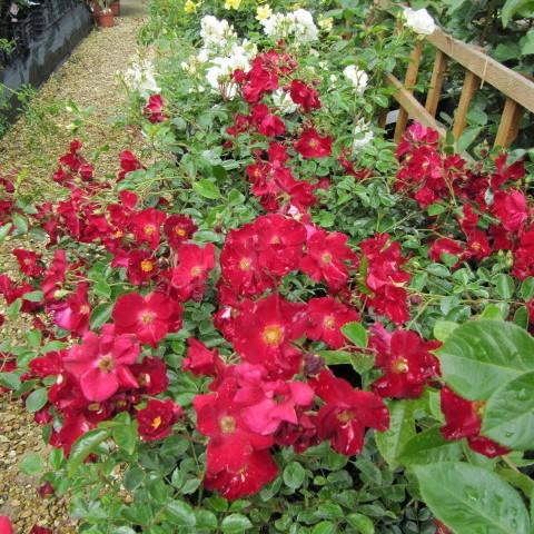 Flower Carpet® Red Rose - Shipped