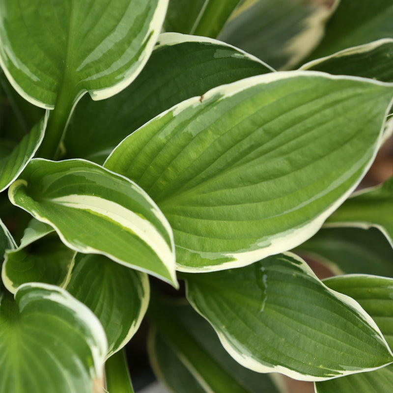 Francee Hosta - Shipped